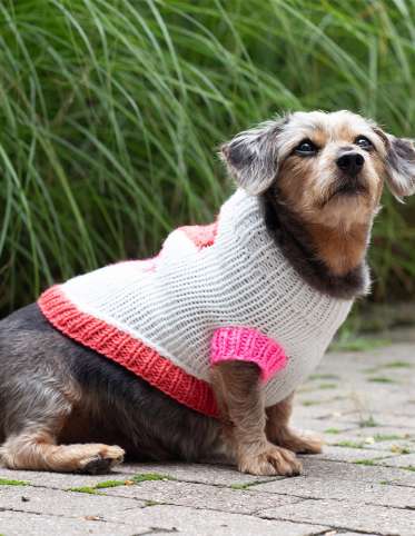 Puppy Love Knit Sweater
